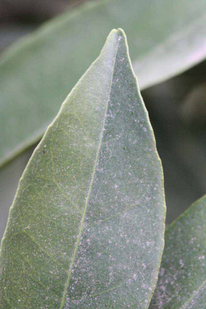              Margin (Riverside, CA)       